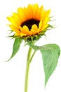 Sun Flower Collection Royalty Free Stock Photo