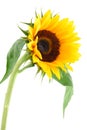 Sun Flower Collection Royalty Free Stock Photo