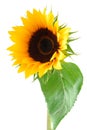 Sun Flower Collection Royalty Free Stock Photo