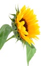 Sun Flower Collection Royalty Free Stock Photo