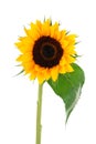 Sun Flower Collection Royalty Free Stock Photo