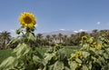 Sun flower in a nature of northern Oman