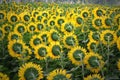 Sun flower cultivation, North India Royalty Free Stock Photo