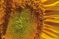 Sun flower Royalty Free Stock Photo