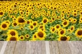 Sun flower farm Royalty Free Stock Photo