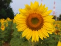 Sun flower Royalty Free Stock Photo