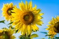 Sun flower farm Royalty Free Stock Photo