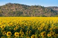 Sun flower farm Royalty Free Stock Photo