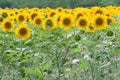 Sun flower field Royalty Free Stock Photo