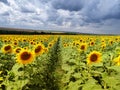 Sun flower field in Europe