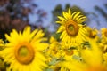 Sun flower field