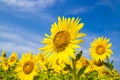 Sun Flower field Royalty Free Stock Photo