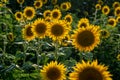 Sun flower Field during sunset hour Royalty Free Stock Photo