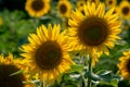 Sun flower Field during sunset hour Royalty Free Stock Photo