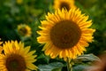 Sun flower Field during sunset hour Royalty Free Stock Photo