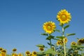 Sun flower with blue sky Royalty Free Stock Photo