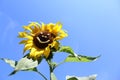 Sun flower with a funny face Royalty Free Stock Photo