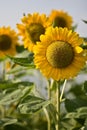 Sun flower in the Garden