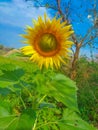 Sun Flower With Green Leaves & Branches. Looking Gergious.