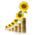 Sun flower growing from coins Royalty Free Stock Photo