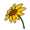 Sun flower hand drawn style vector on white back ground Royalty Free Stock Photo