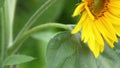 Sun Flower - Helianthus annuus - HD