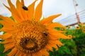 Sun flower with insect at gunung kidul, Yogyakarta, Indonesia