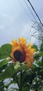 Sun flower, Lembang Indonesia west java