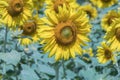 Sun flower in a nature background.A yellow flower in fields. Royalty Free Stock Photo