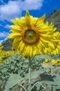 Sun flower in a nature background.A yellow flower in fields. Royalty Free Stock Photo
