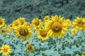 Sun flower in a nature background.A yellow flower in fields. Royalty Free Stock Photo