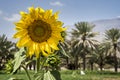 Sun flower in a nature of northern Oman