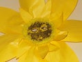 Sun flower paper mask yellow kids school artwork props