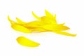 Sun flower petal. Royalty Free Stock Photo