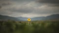 sun flower plant alone in the field Royalty Free Stock Photo