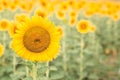Sun flower the sign of hope for your success background. Royalty Free Stock Photo