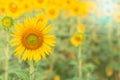Sun flower the sign of hope for your success background. Royalty Free Stock Photo