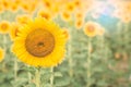 Sun flower the sign of hope for your success background. Royalty Free Stock Photo