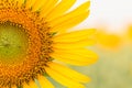 Sun flower the sign of hope for your success and nature background. Royalty Free Stock Photo