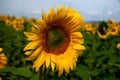 Sun flower sunbathing Royalty Free Stock Photo