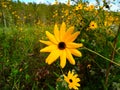 The sun flower Royalty Free Stock Photo