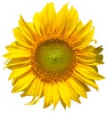 Sun flower, sunflower on transparent background in the additional png file Royalty Free Stock Photo