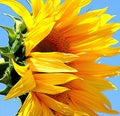 Sun Flower Royalty Free Stock Photo