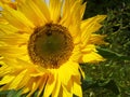 Sun flower