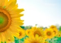 Sun Flower Royalty Free Stock Photo