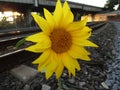 Sun flower train tracks sunny hop out rocks rails Royalty Free Stock Photo