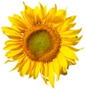 Sun flower, sunflower on transparent background in the additional png file