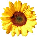 Sun flower on transparent background in the additional png file