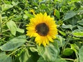 Sun flower is very lovely Royalty Free Stock Photo