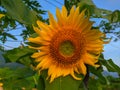 Sun flower & x28;Bunga matahari& x29; Royalty Free Stock Photo